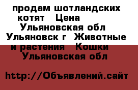 продам шотландских котят › Цена ­ 2 000 - Ульяновская обл., Ульяновск г. Животные и растения » Кошки   . Ульяновская обл.